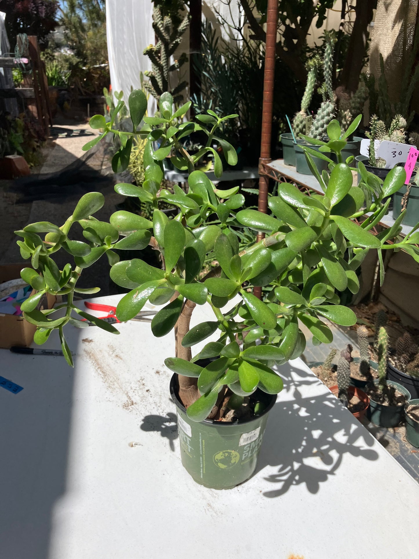 Crassula Ovata Money Jade 17”T 18”W #178B