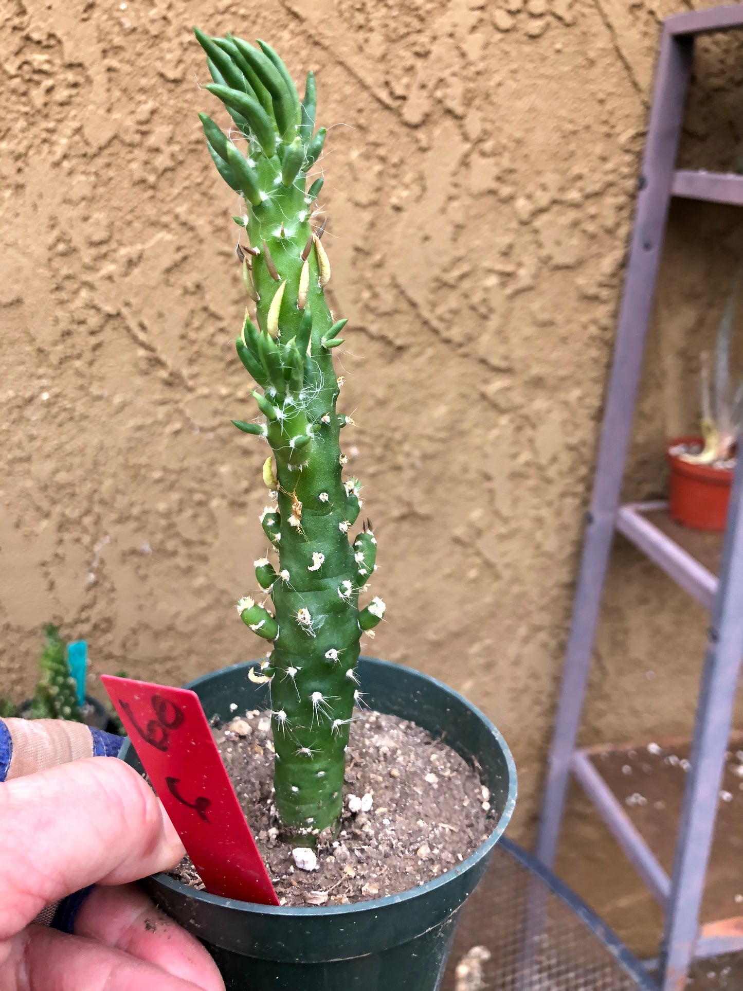 Austrocylindropuntia Cactus Gumbi Mini Eve's Needle 6"Tall #60R
