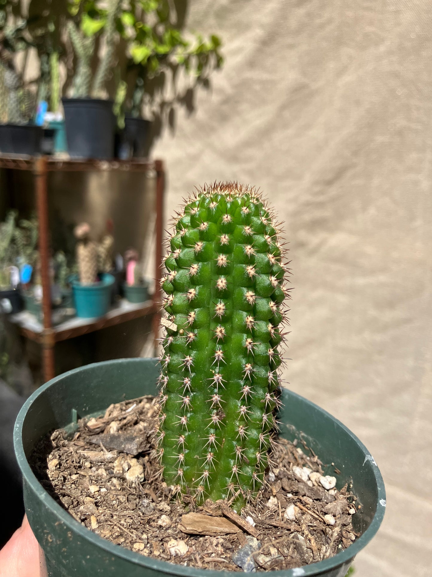 Pachycereus pecten-aboriginum
 Indian Comb Cactus 3.5"Tall #351W