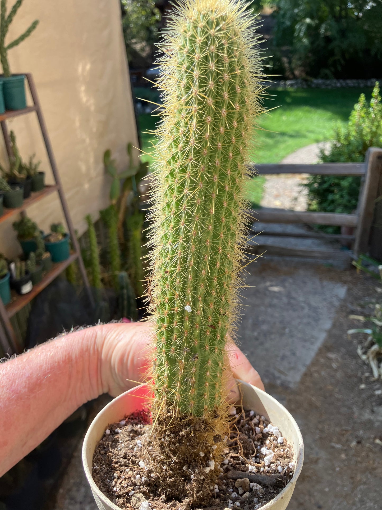 Cleistocactus hyalacanthus Cactus Columnar 10”Tall #101R