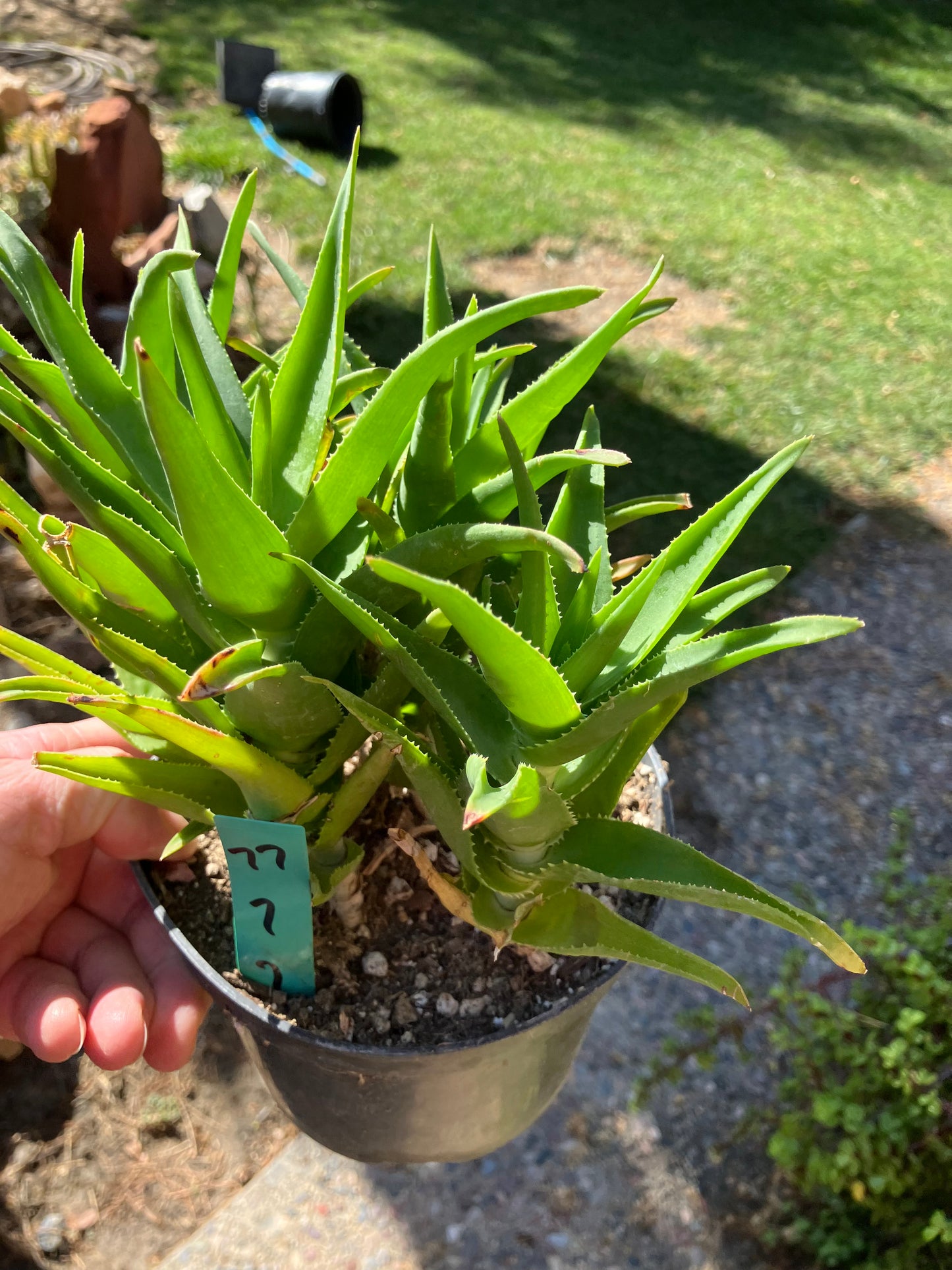 Aloe Ciliaris x Delaeti Hybrid Climbing Succulent 7”Tall 7"Wide #77G