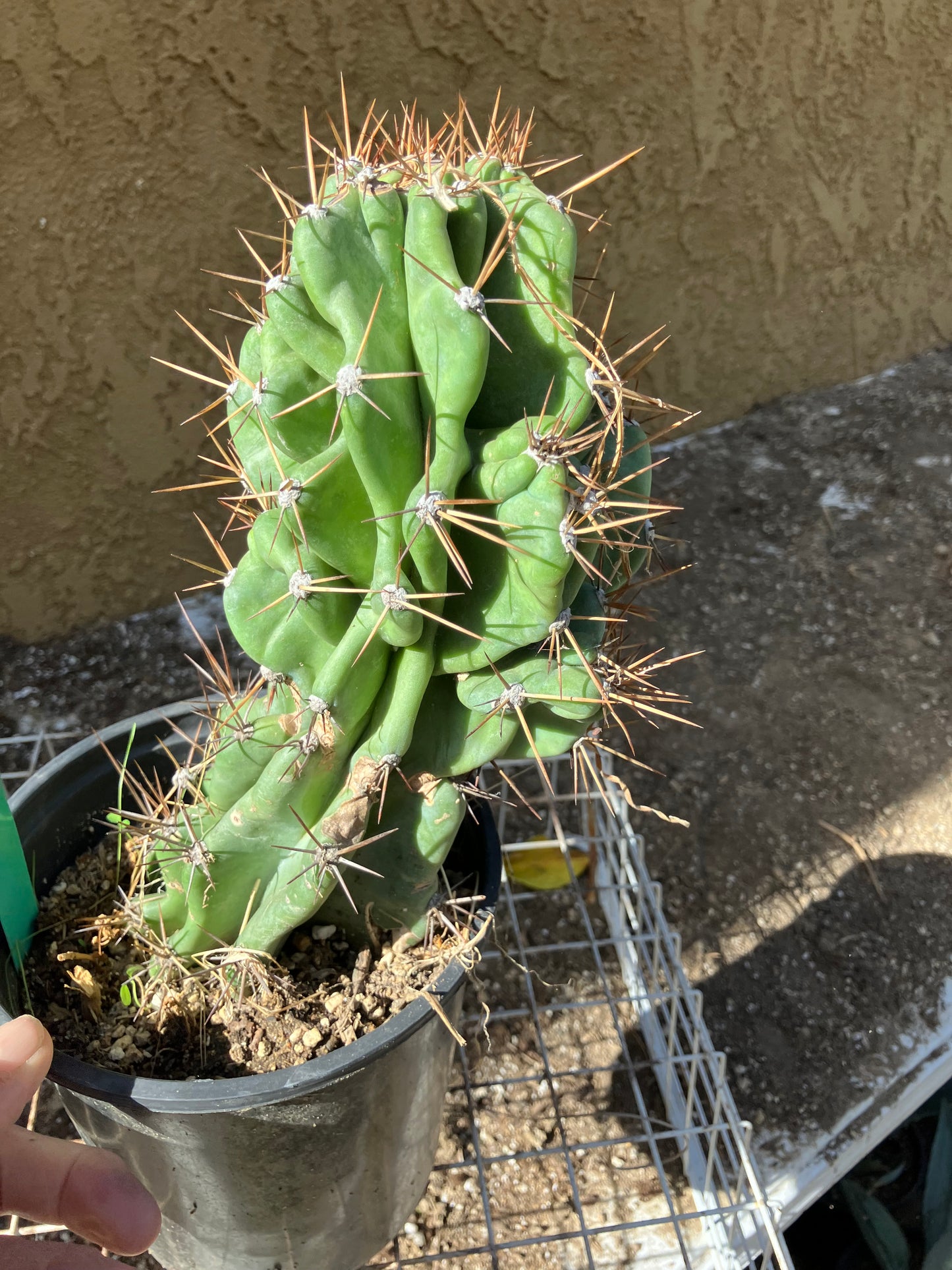 Cereus Peruvianus Monstrose Night Blooming 10"Tall #100G