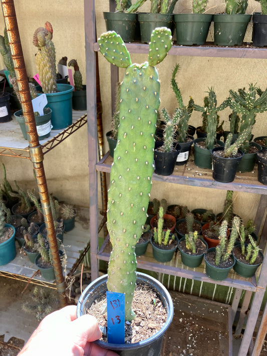 Opuntia Consolea rubescens Road Kill Cactus 13"Tall #131B