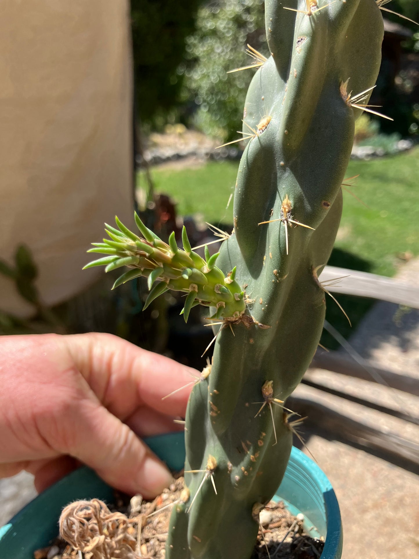 Cholla Cylindropuntia  Buckhorn  Cactus 17”Tall #051P