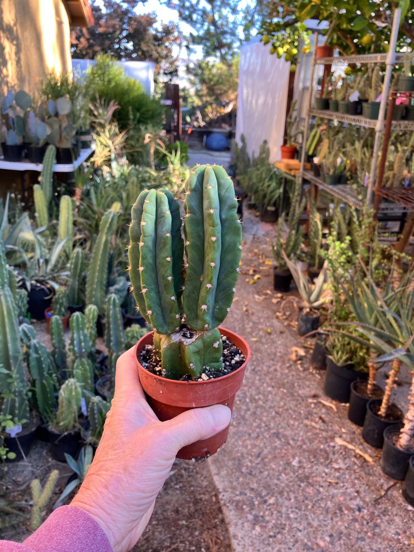 San Pedro Cactus - Trichocereus pachanoi 7"Tall #18R