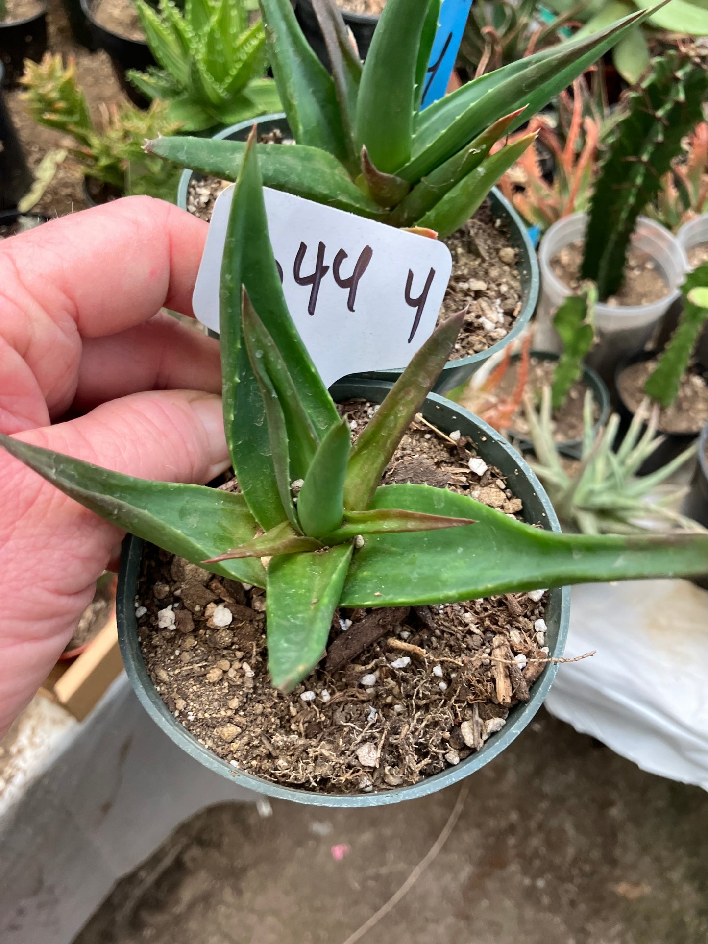 Aloe Alworthia 'Black Gem' 4" Wide #044W