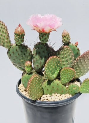Opuntia ‘Orange Chiffon’ 4”Tall 4”Wide #4Y