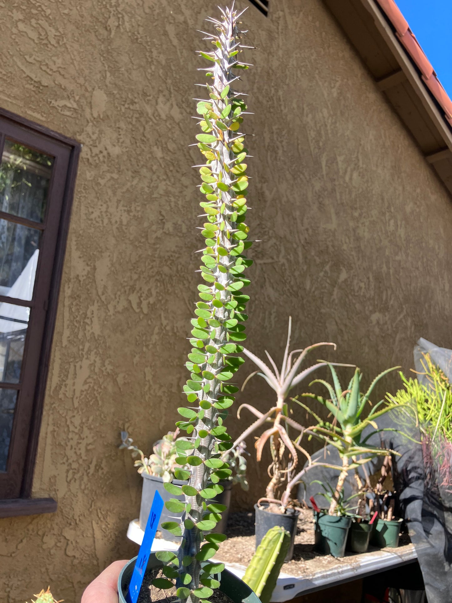 False Ocotillo Alluaudia Procera 18”Tall #18B