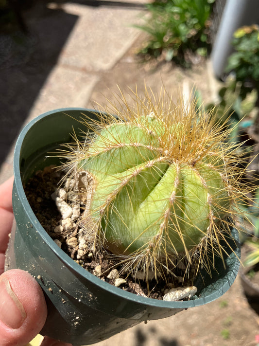 Notocactus magnificus Balloon Cactus 2.5"Wide #201Y minor scar