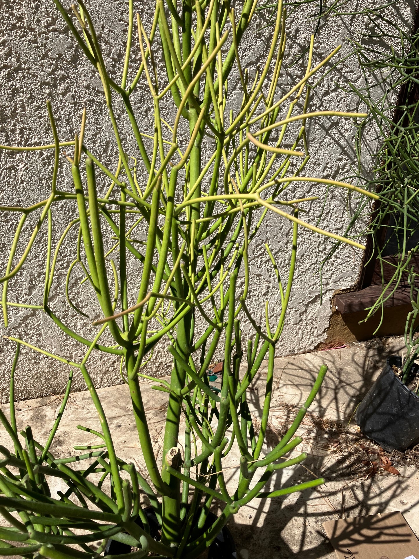 Euphorbia tirucalli Pencil Cactus/Succulent 35"Tall 20"Wide #101P