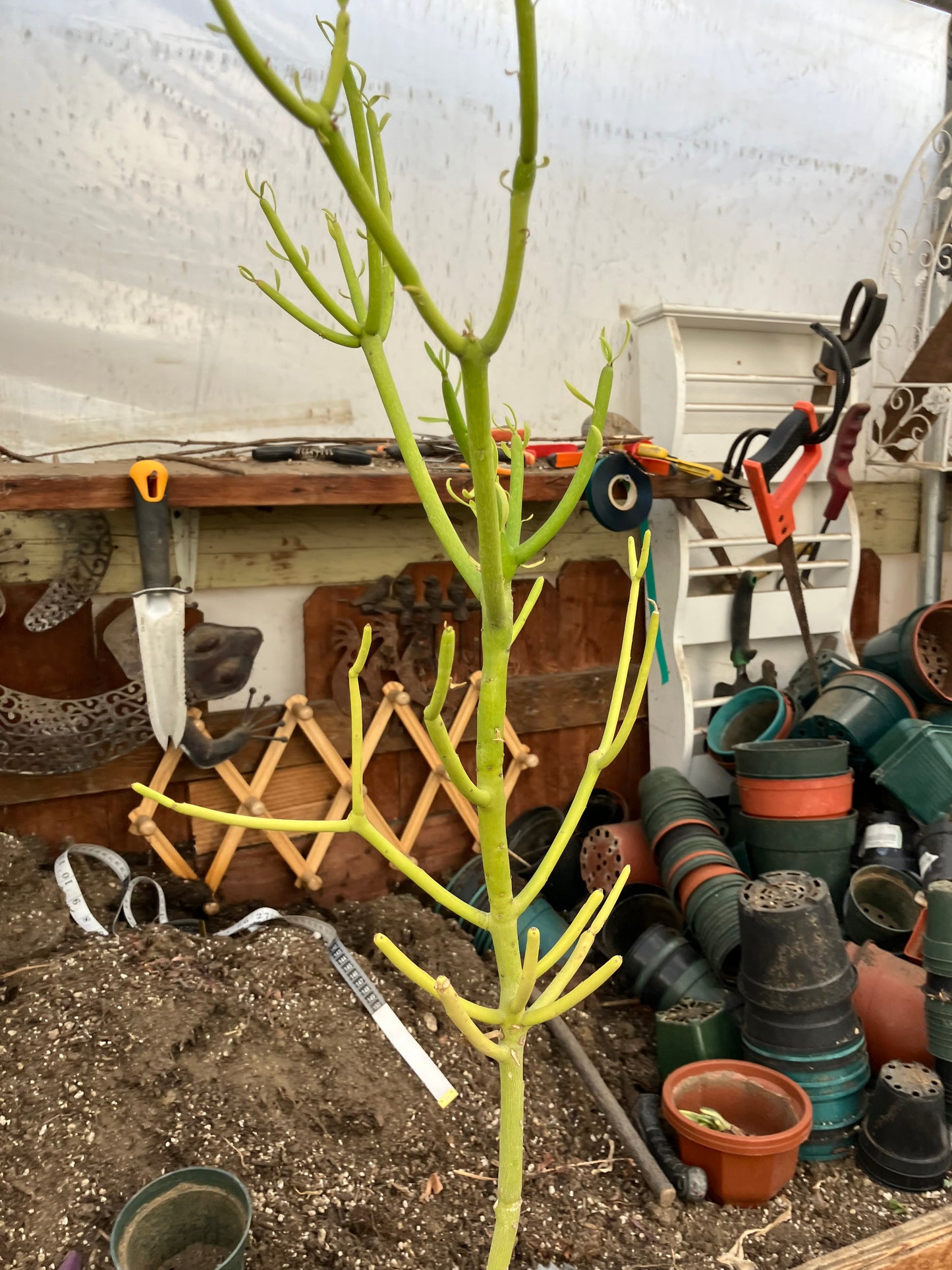 Euphorbia tirucalli Pencil Cactus/Succulent 30"Tall 9"Wide #312Y