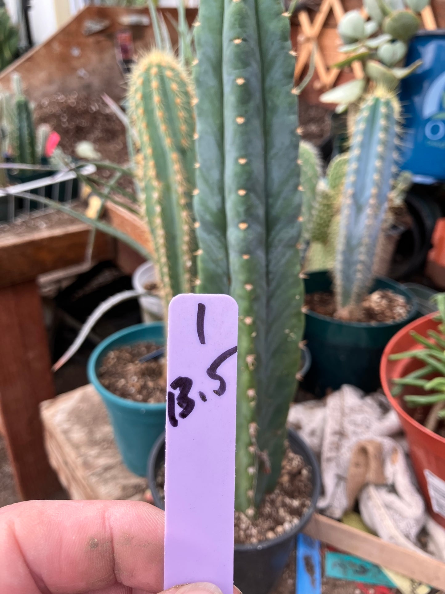 San Pedro Cactus - Trichocereus pachanoi 13.5"Tall #1Pu