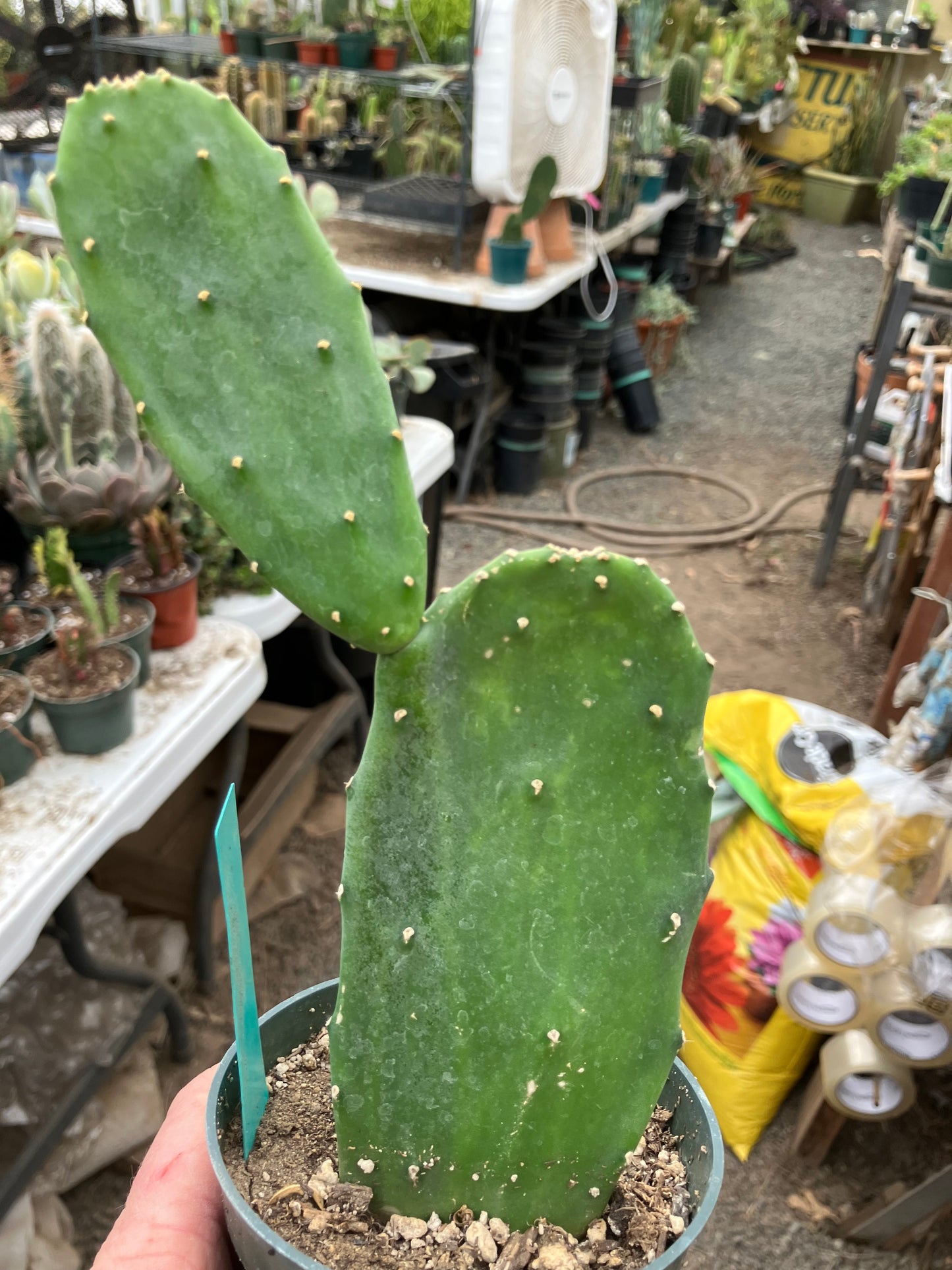 Opuntia Emerald wave Cactus 8”Tall #118G