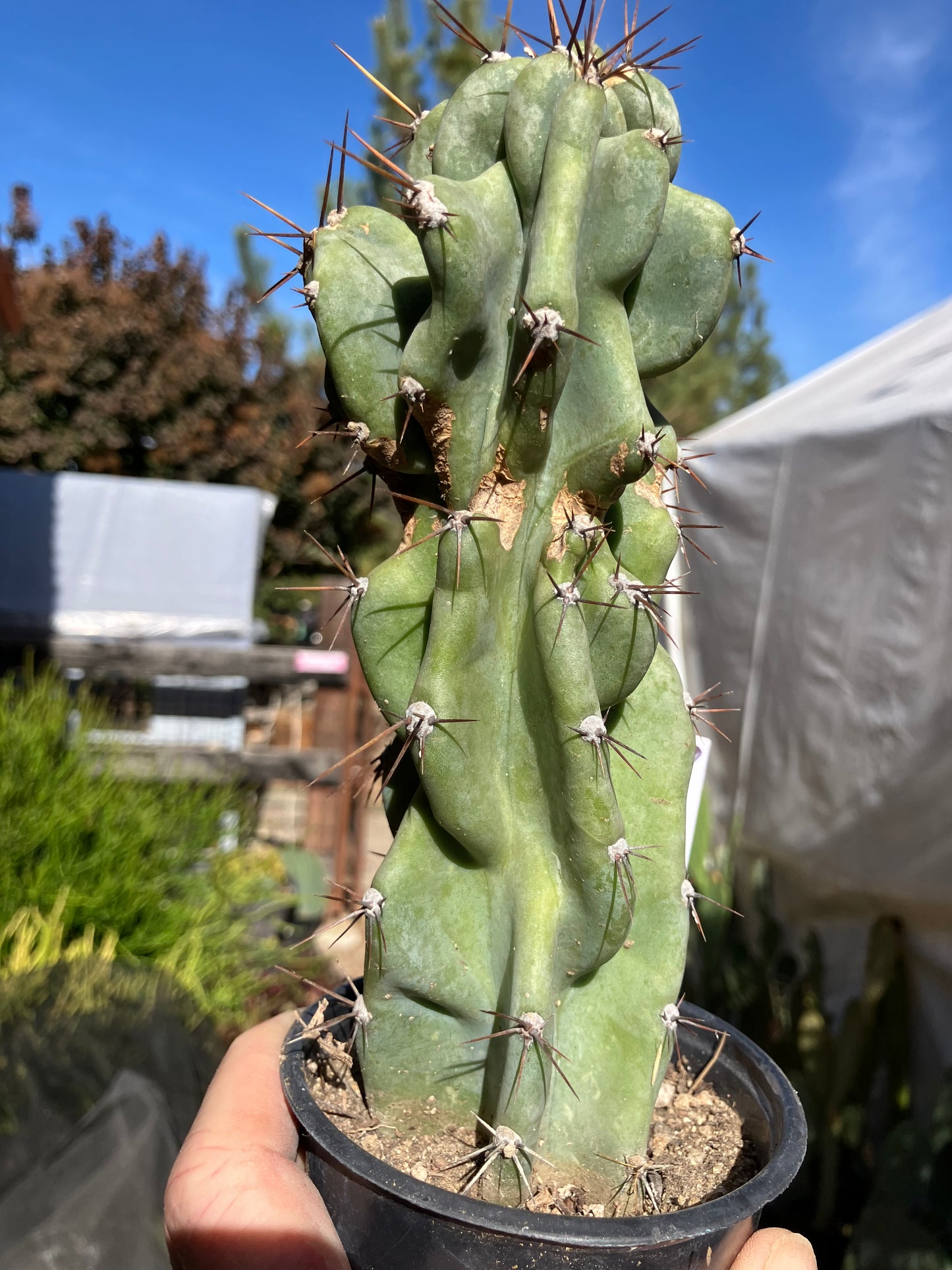 Cereus Peruvianus Monstrose Night Blooming 8”Tall #88W