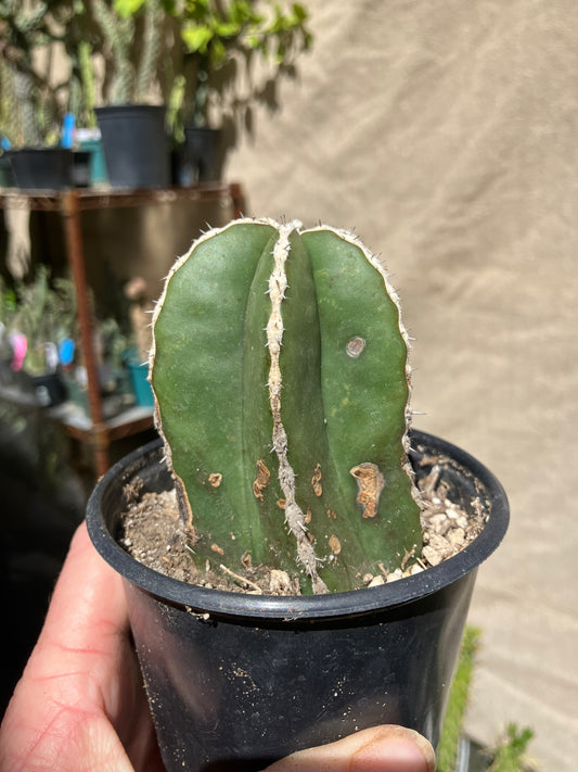 Pachycereus marginatus 
 Mexican Fence Post Cactus 3"Tall