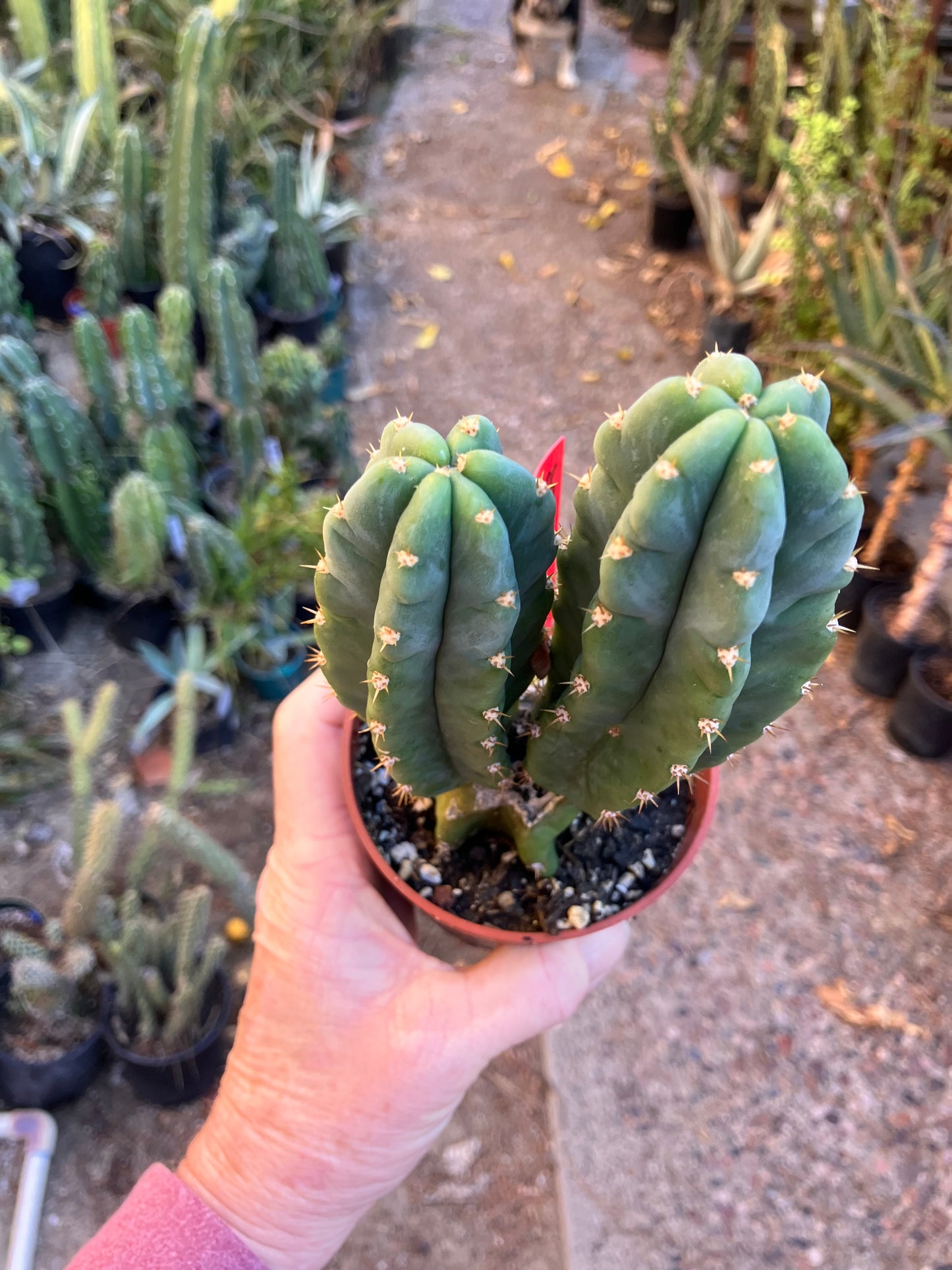 San Pedro Cactus - Trichocereus pachanoi 7"Tall #18R