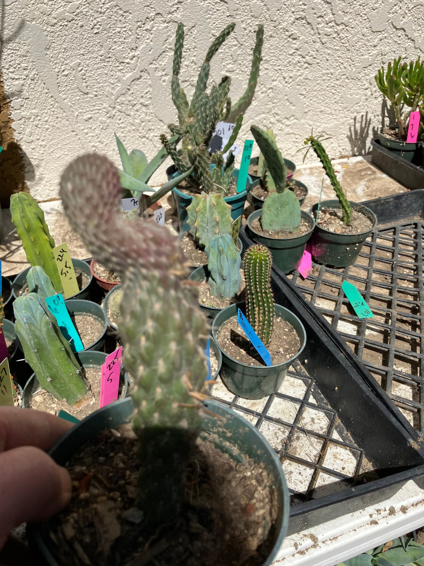 Cylindropuntia fulgida Cholla Boxing Glove Cactus Crest 4"Tall #11G