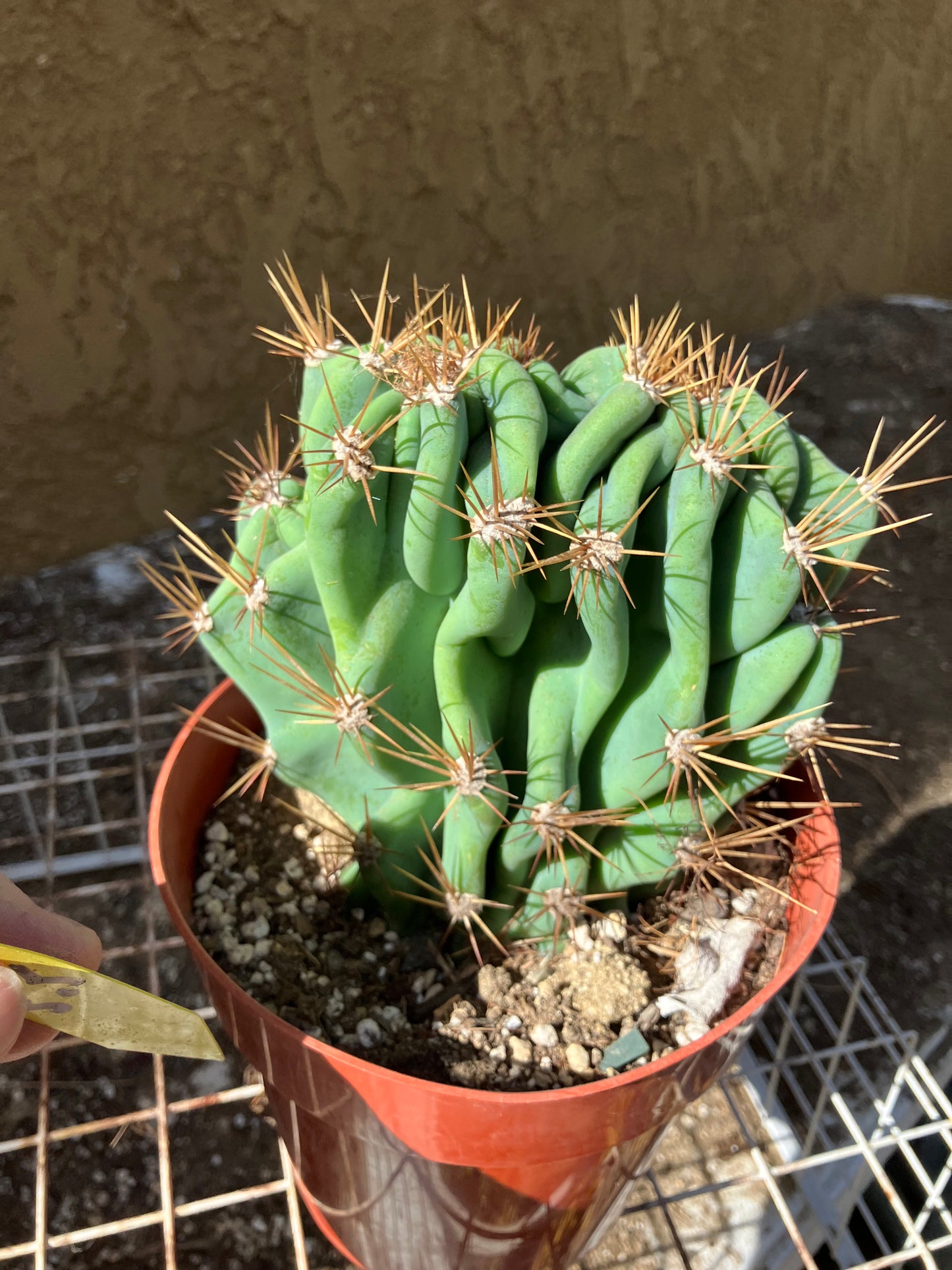 Cereus Peruvianus Monstrose Night Blooming 5" Tall 5.5"Wide #555Y