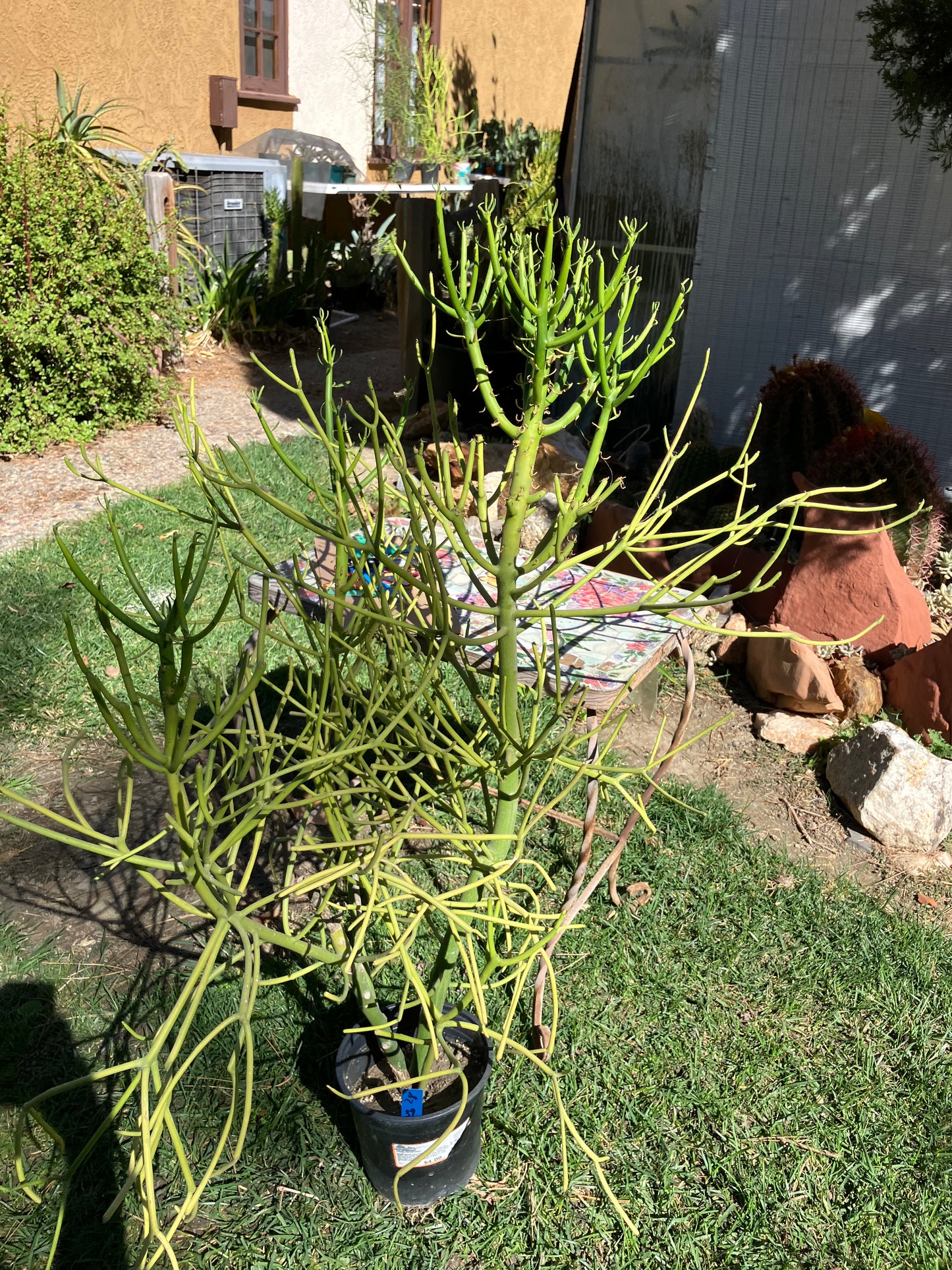 Euphorbia tirucalli Pencil Cactus/Succulent 39"Tall 27"Wide #28B