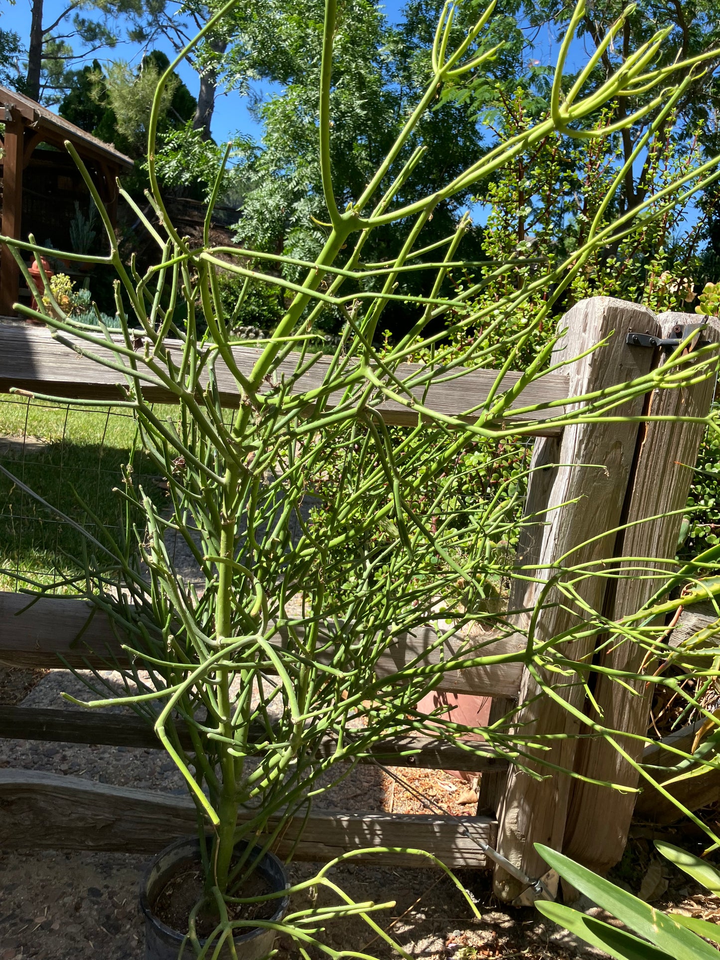 Euphorbia tirucalli Pencil Cactus 40"Tall 19"Wide #94P