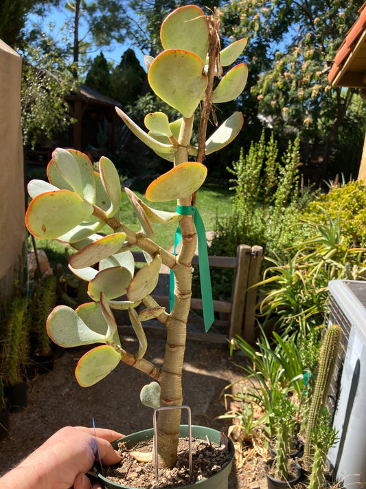 Crassula arborescens Silver Dollar 20"Tall 7"Wide #20B