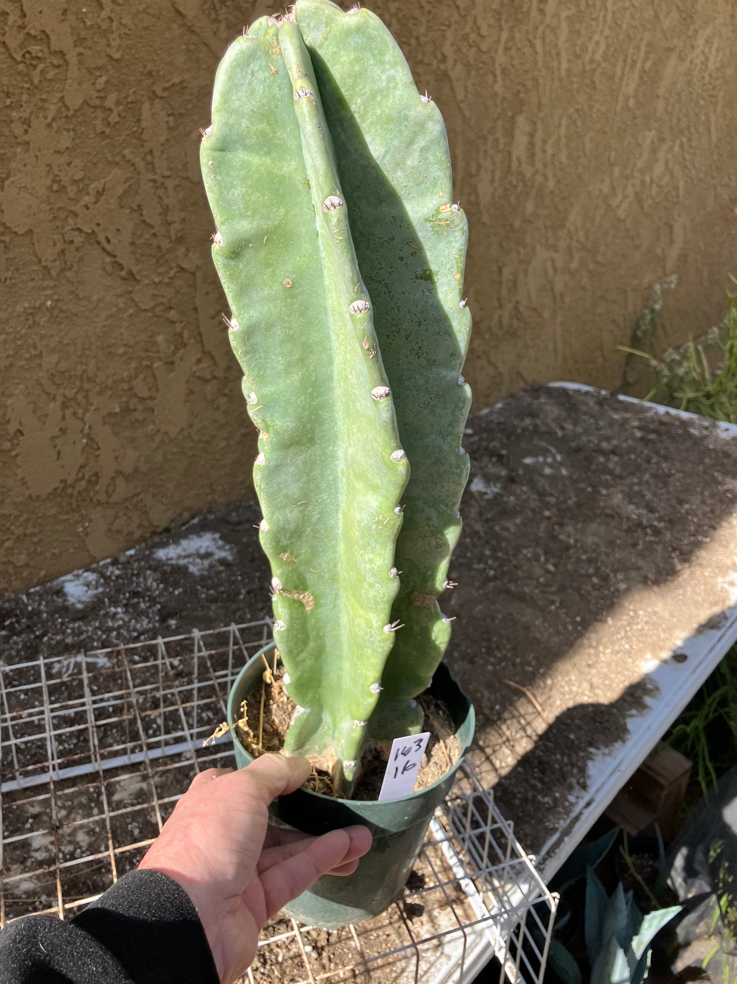 Cereus Peruvianus  Night Blooming 16"Tall #163W