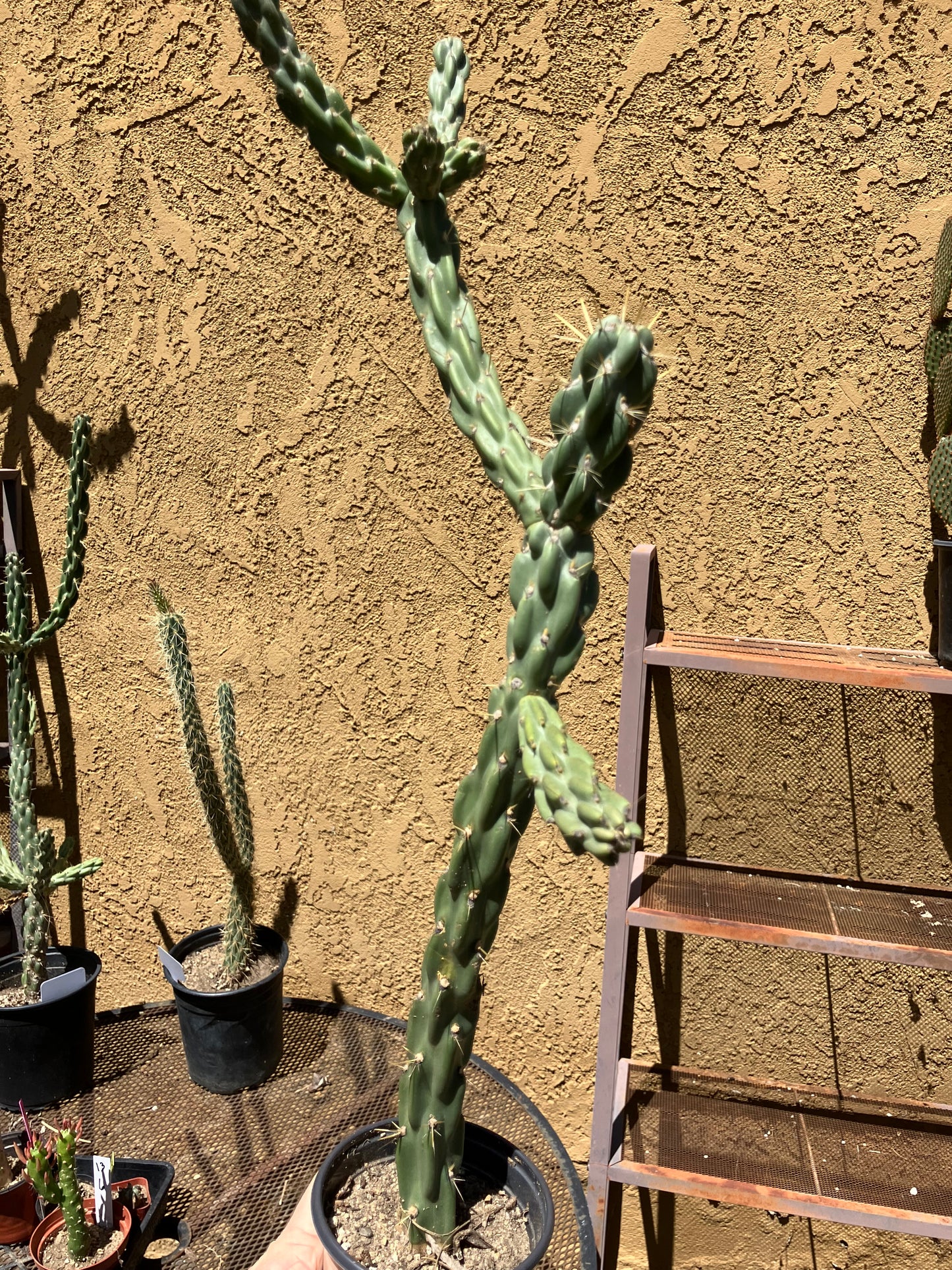 Cholla Cylindropuntia Imbricata Buckhorn Cactus 23"Tall #23P