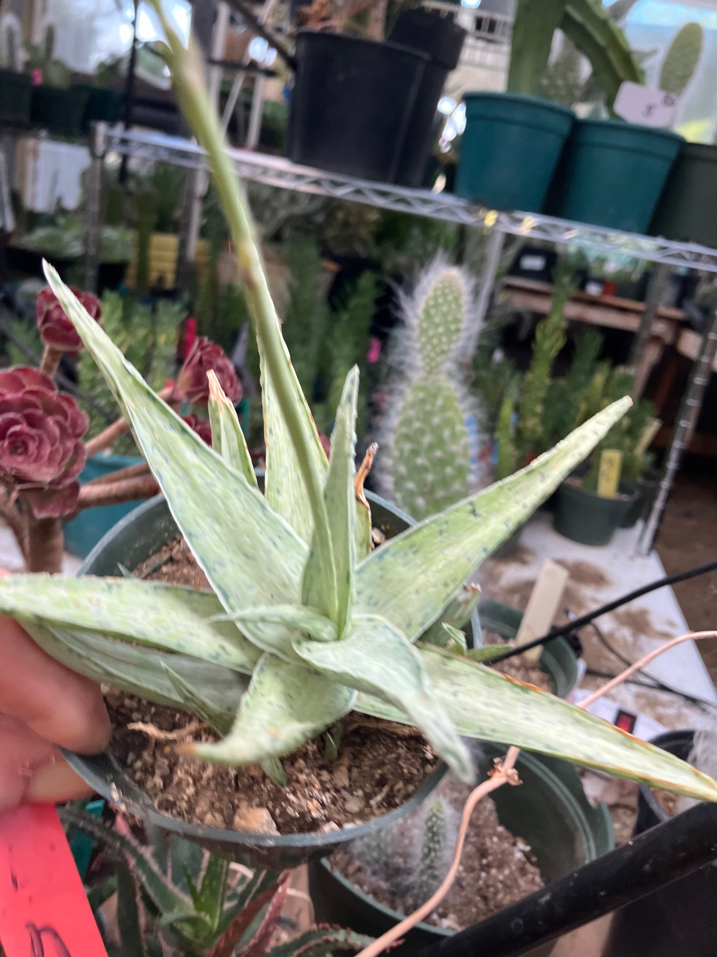 Aloe Hybrid Snow Drift Succulent 6”Wide #60R