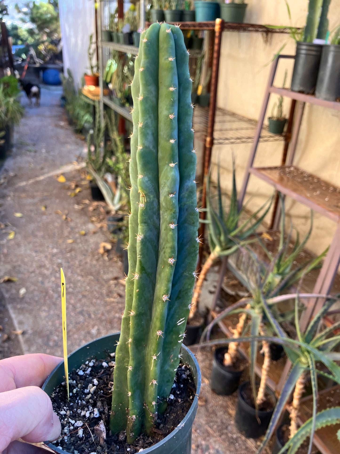 San Pedro Cactus - Trichocereus pachanoi 9"Tall #8y