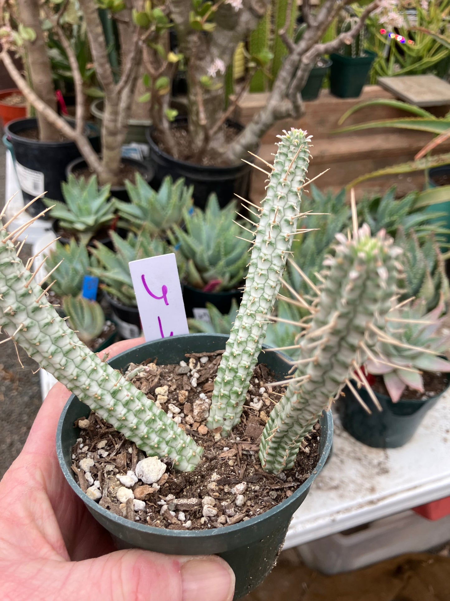 Euphorbia mammillarias variegata Corn Cob 6"Tall #6W