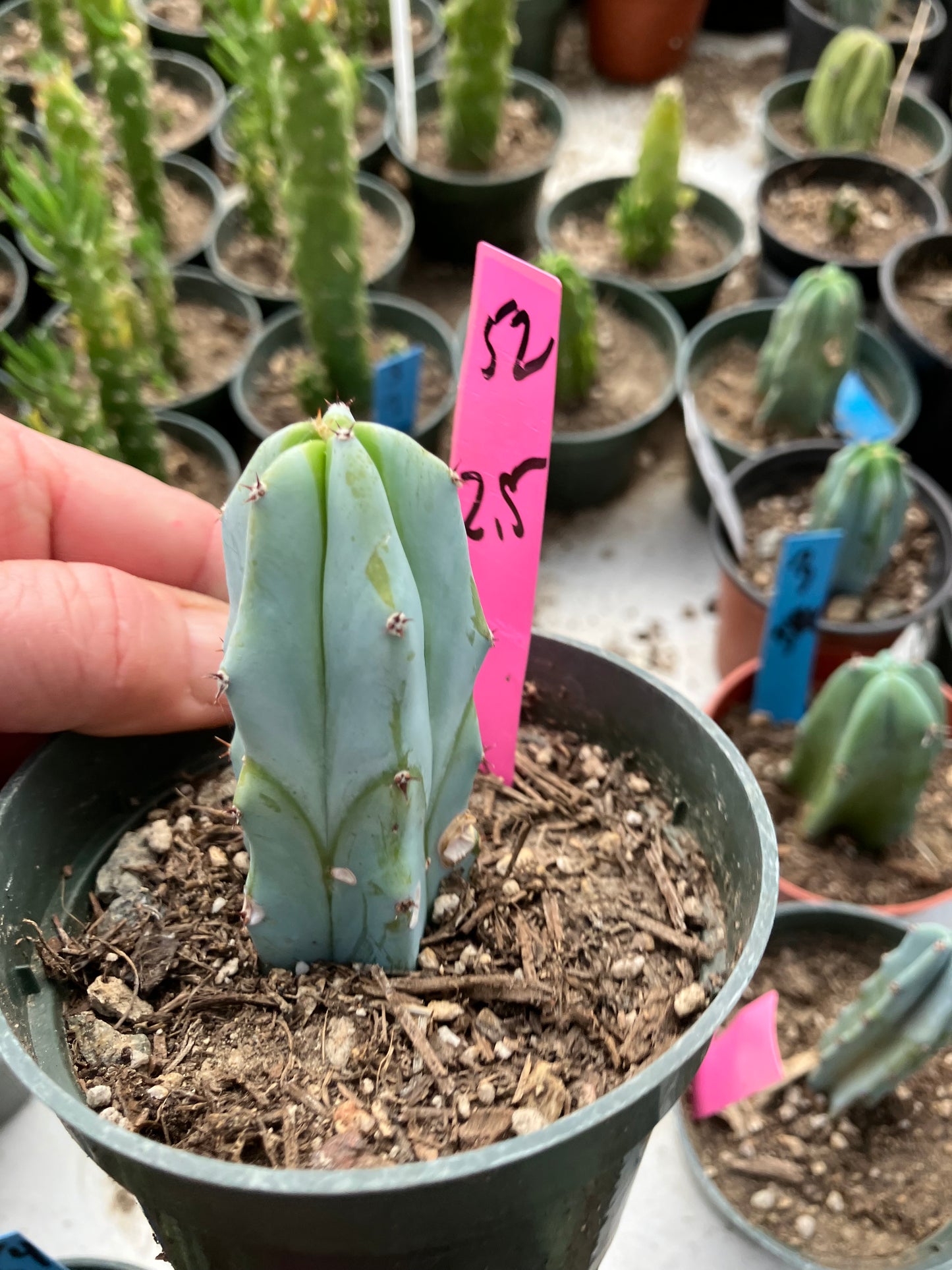 Myrtillocactus geometrizans Blue Myrtle Cactus 2.5"Tall #52P