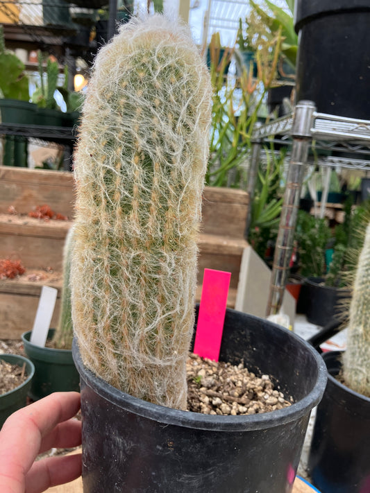 Espostoa lanata Old Man of the Mountain 9.5"Tall 8"Circumference #5P