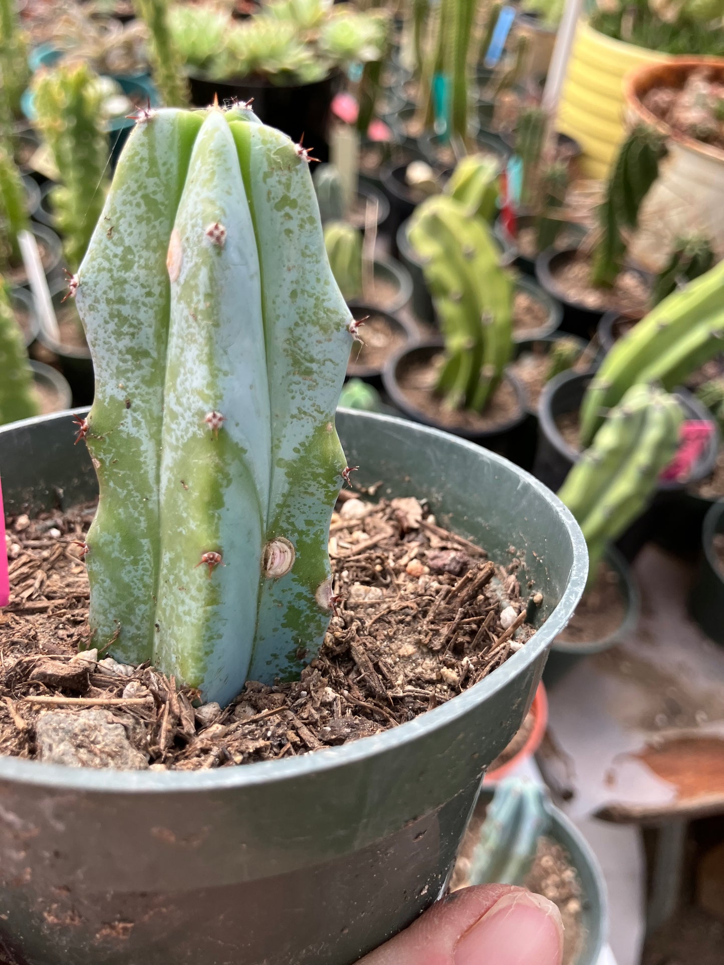 Myrtillocactus geometrizans Blue Myrtle Cactus 2.5"Tall #52P