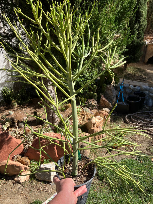 Euphorbia tirucalli Pencil Cactus/Succulent 27"Tall 23"Wide #24G