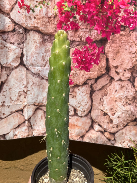 Austrocylindropuntia Full Size Eve's Needle 10"Tall #3W