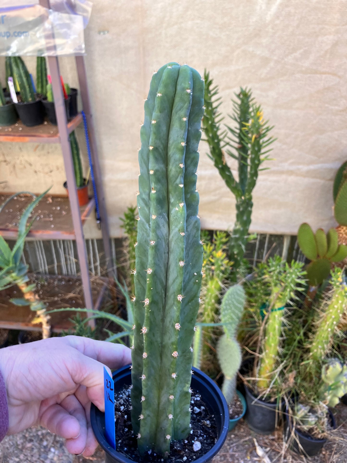 San Pedro Cactus - Trichocereus pachanoi 12"Tall #22B
