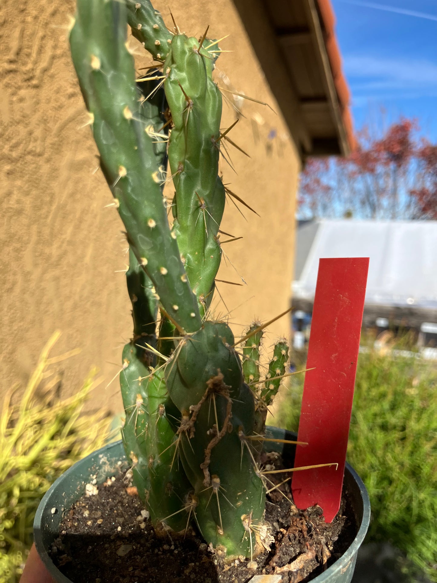 Cholla Cylindropuntia Imbricata  Buckhorn 7”Tall #9R*