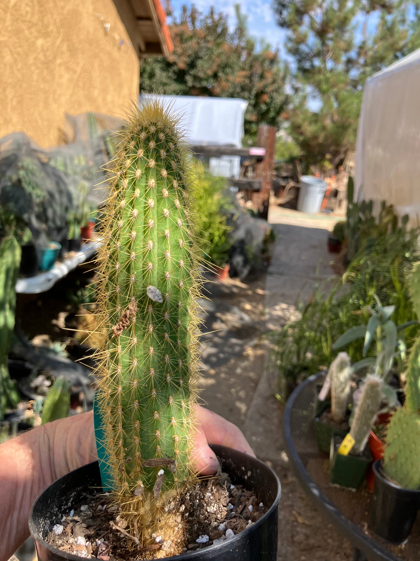 Cleistocactus hyalacanthus Cactus Columnar 9"Tall #99G