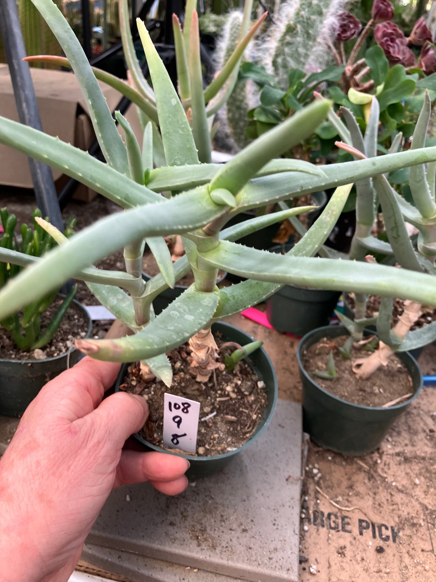 Aloe Hybrid 9"Tall 8" Wide #108W