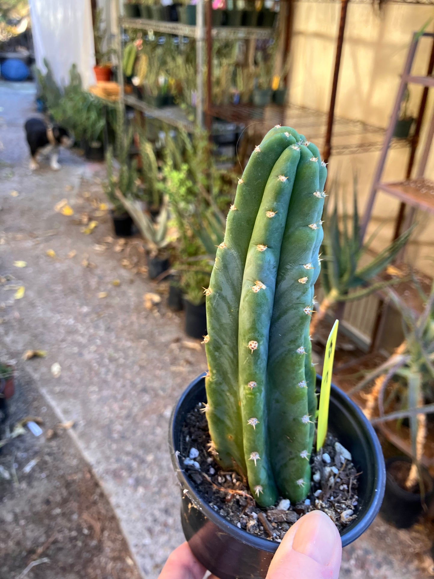 San Pedro Cactus - Trichocereus pachanoi 7”Tall #13Y