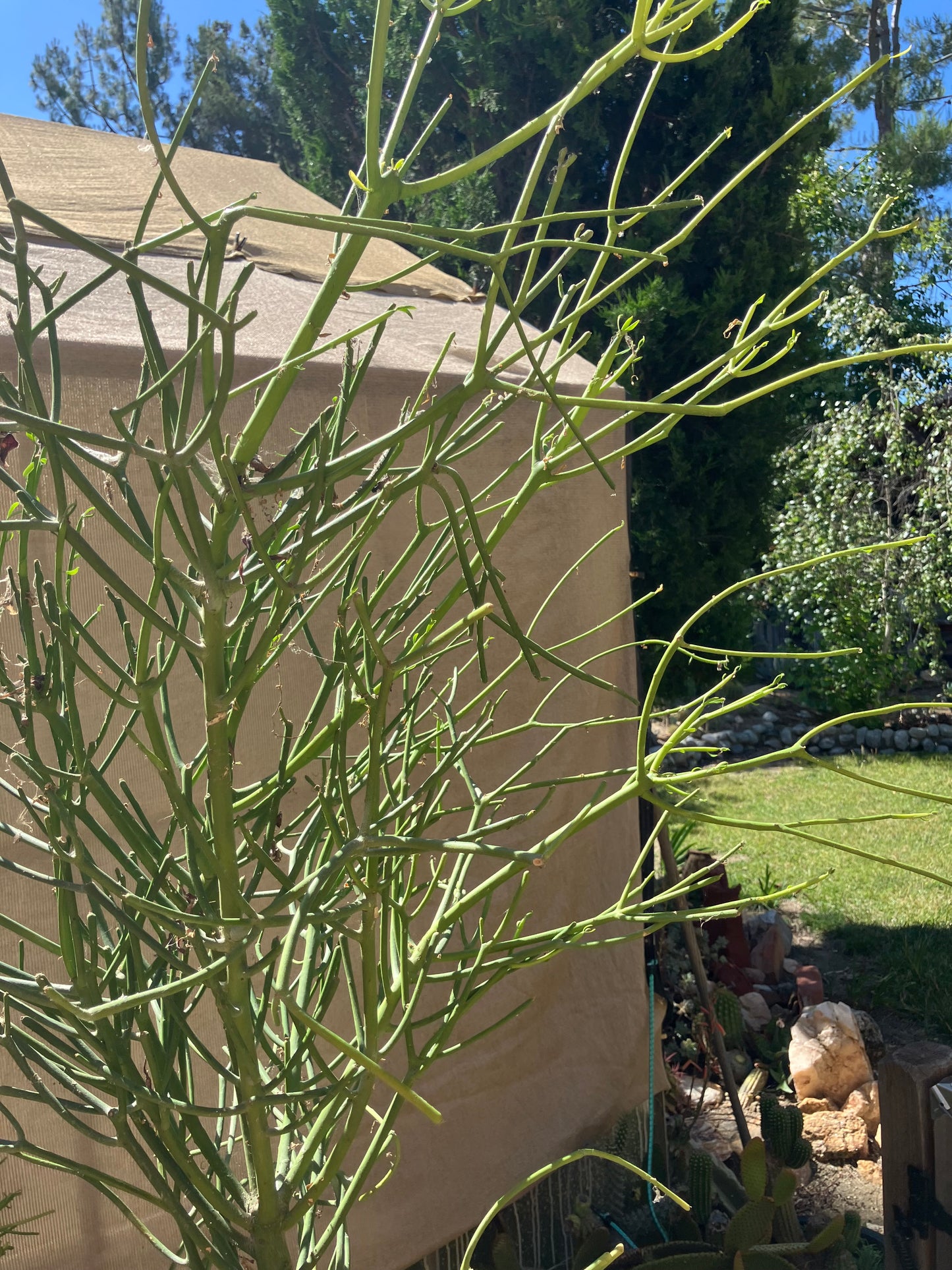 Euphorbia tirucalli Pencil Cactus 40"Tall 19"Wide #94P