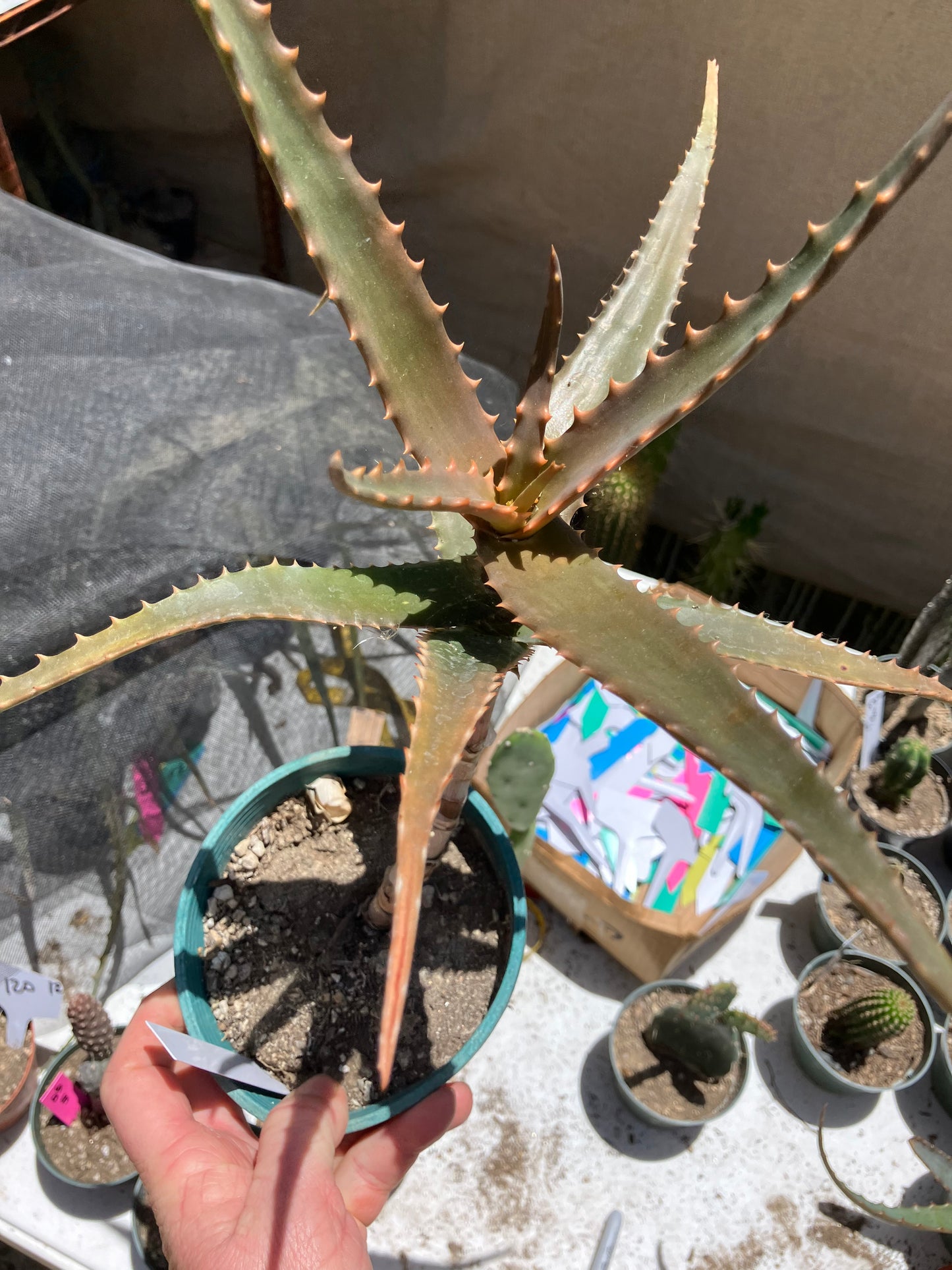 Aloe congolensis Congo Aloe Hybrid Succulent 11”Tall 12" Wide #112W