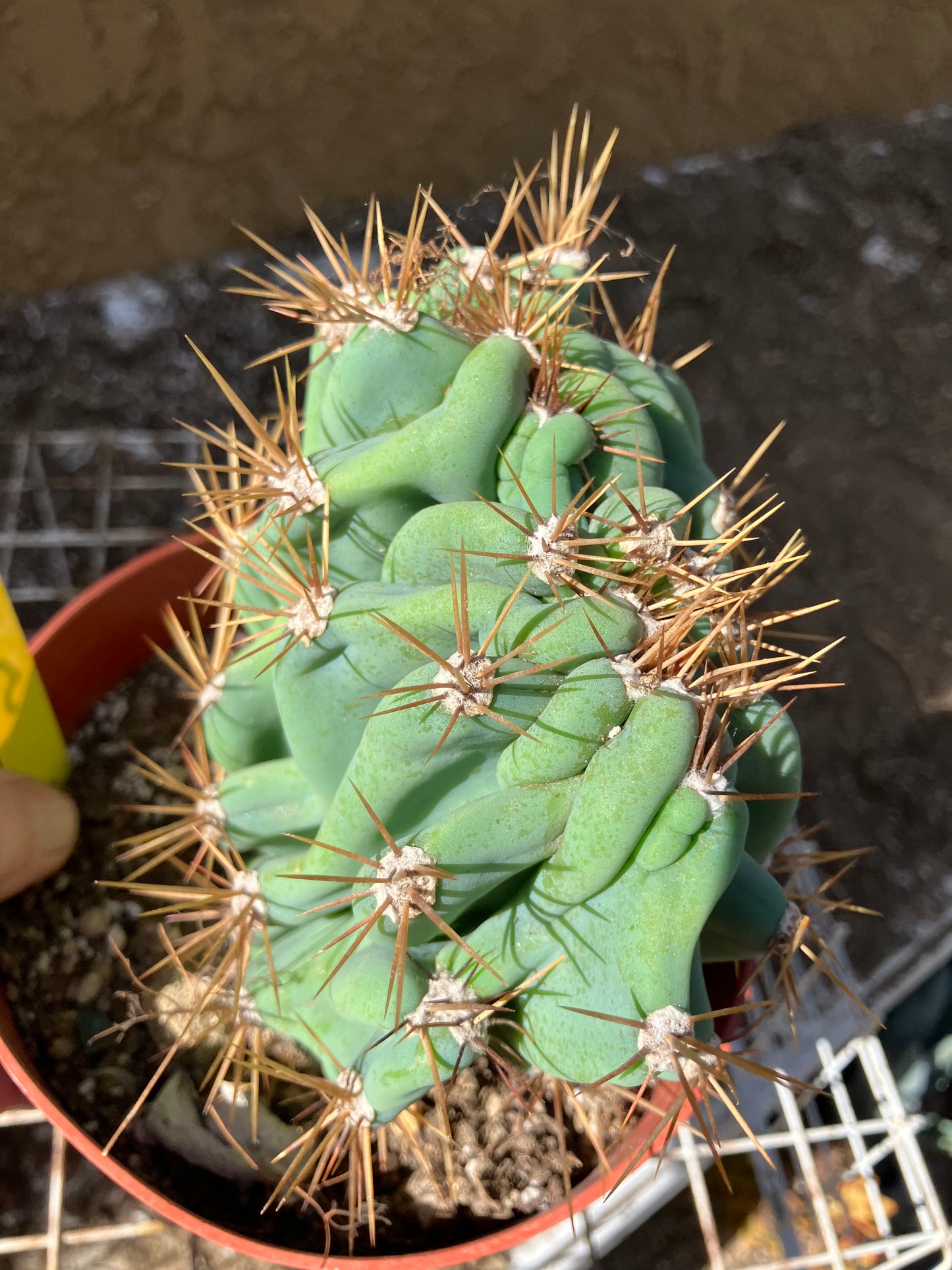 Cereus Peruvianus Monstrose Night Blooming 5" Tall 5.5"Wide #555Y