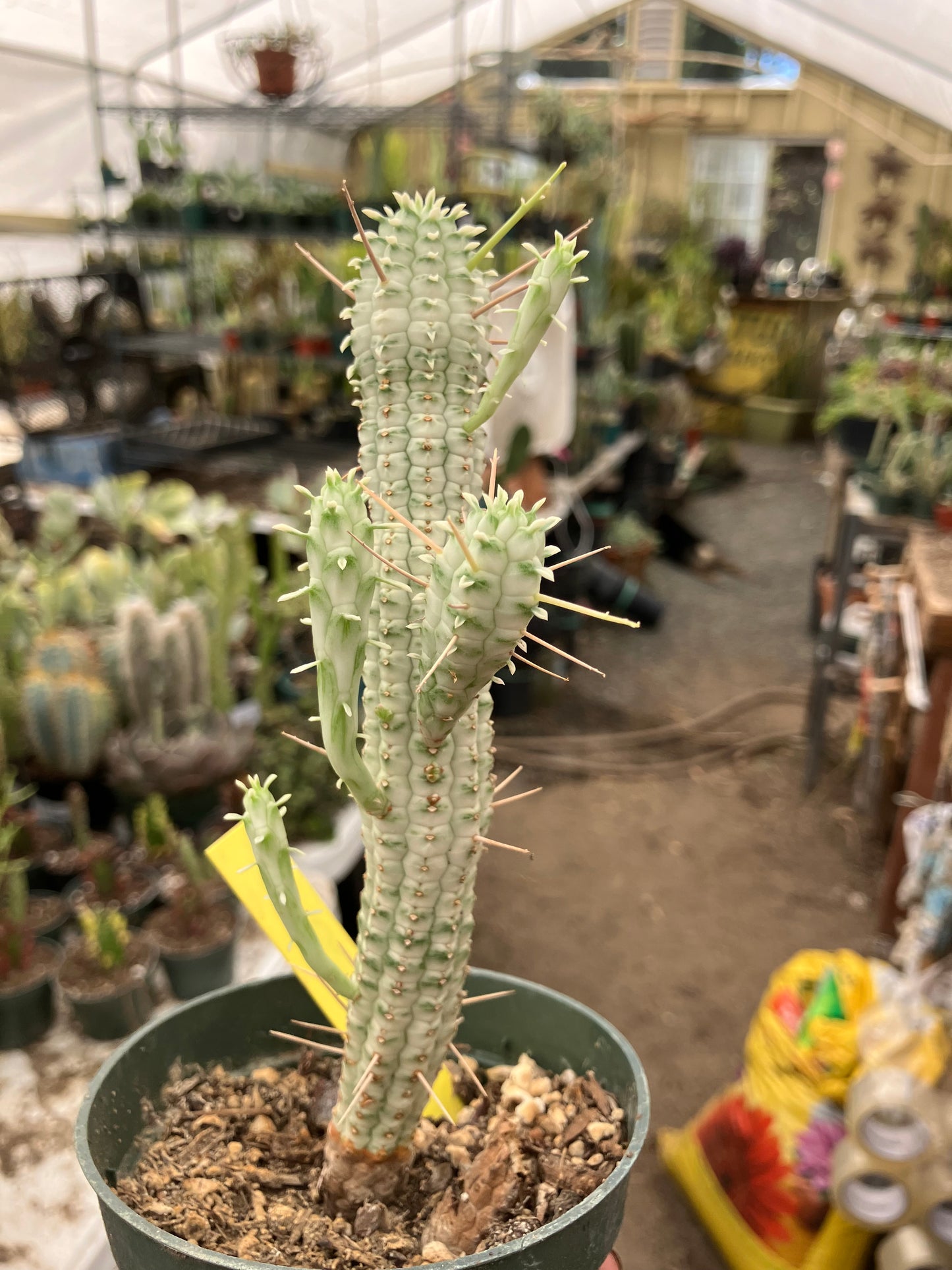 Euphorbia mammillarias variegata Corn Cob 8"Tall #6Y