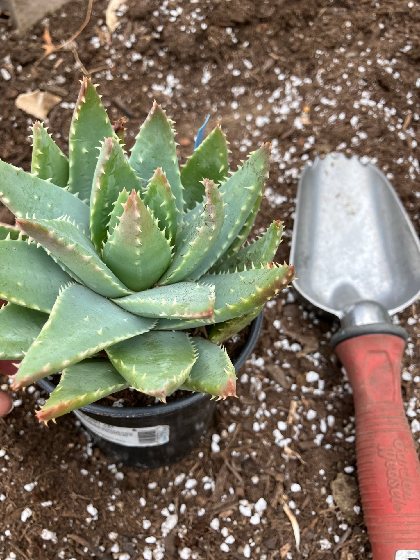 Aloe Brevifolia Short Leaf Aloe  Succulent 7" Wide #21G