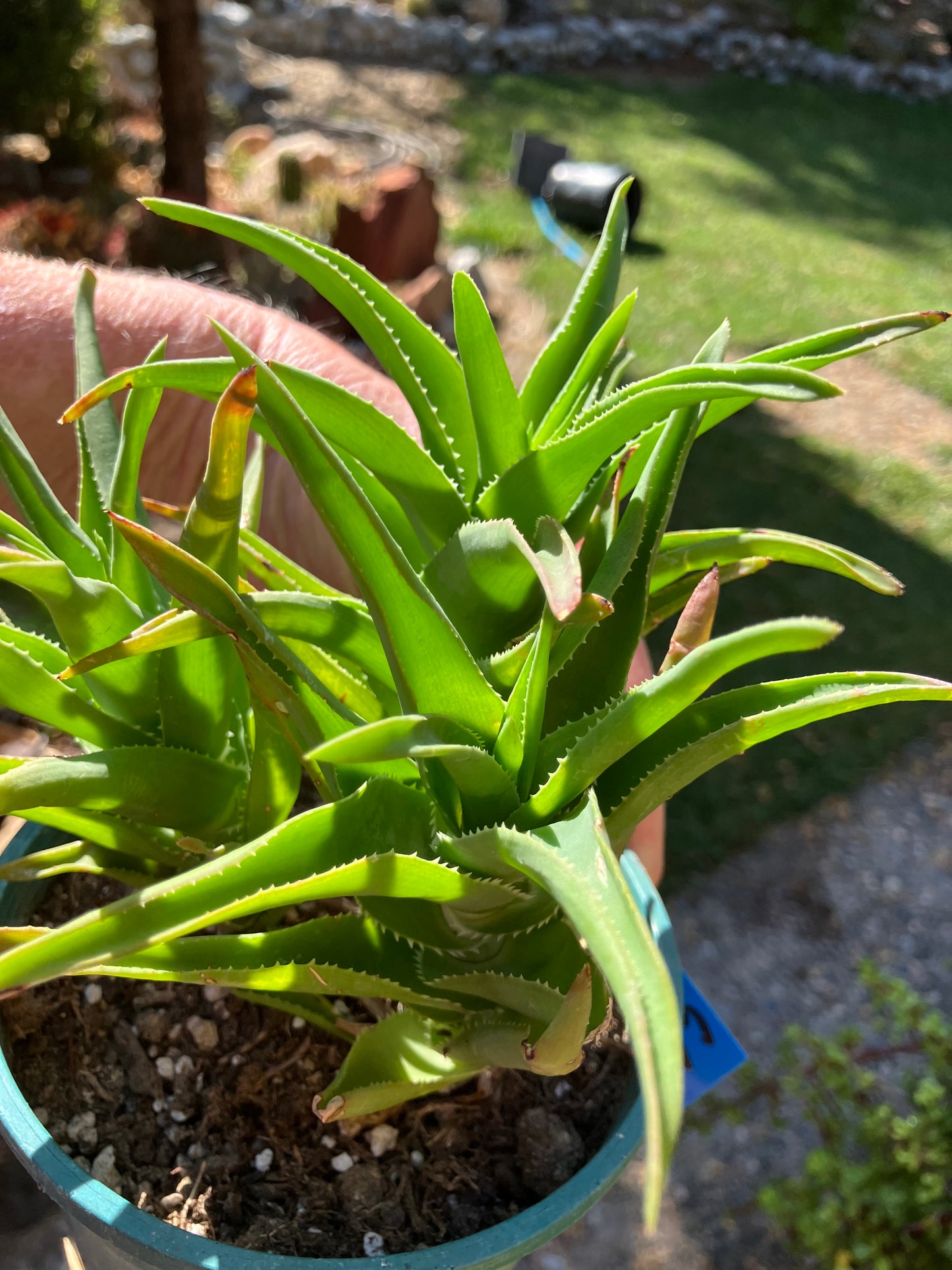 Aloe Ciliaris x Delaeti Hybrid Climbing Succulent 6”Tall 6"Wide #66B