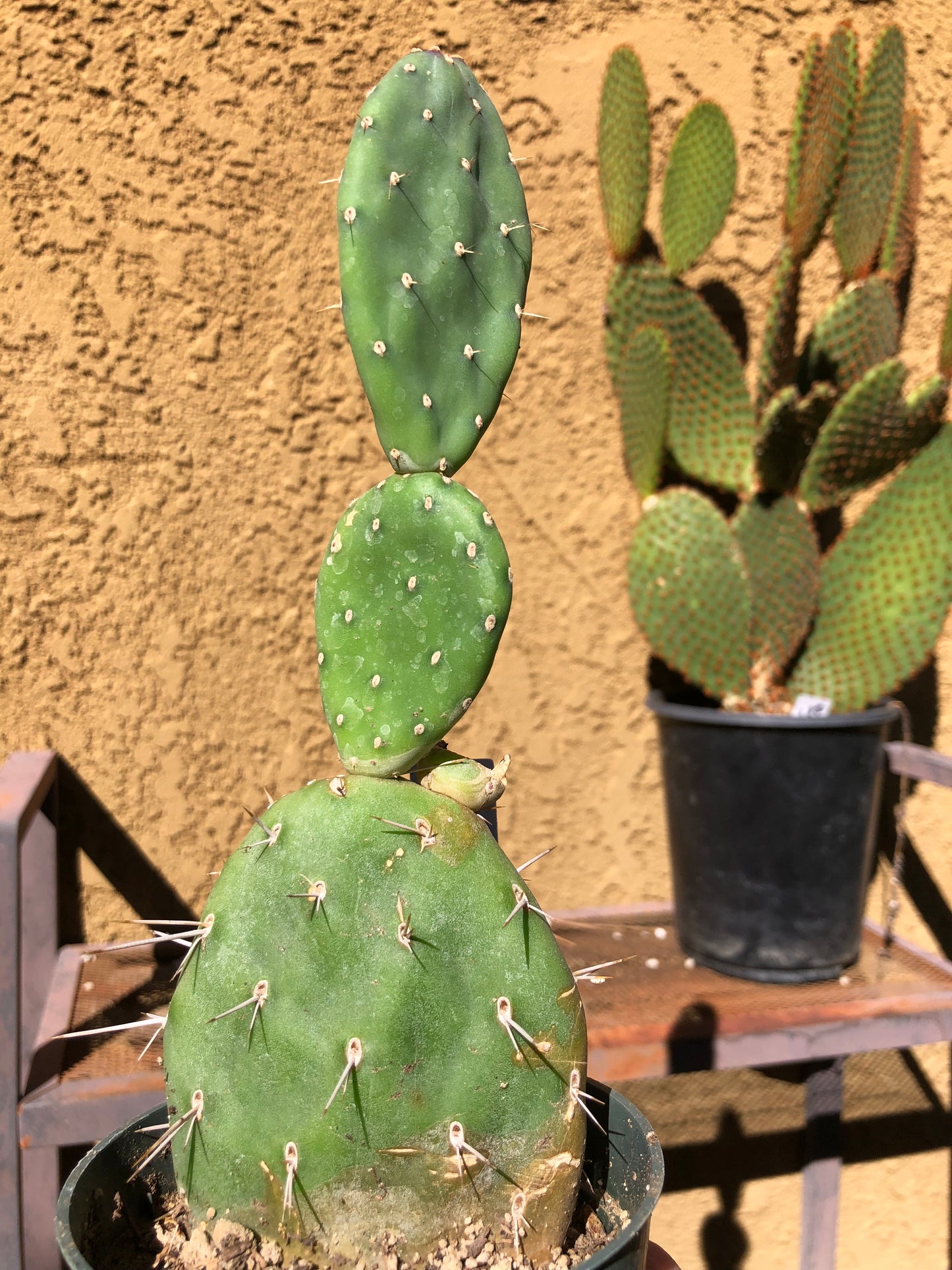 Opuntia Red Buttons Cactus 8" Tall #1W