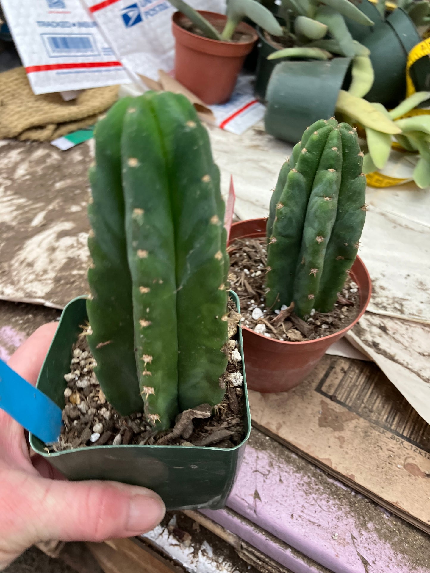 San Pedro Cactus  Trichocereus pachanoi 6"Tall #66B