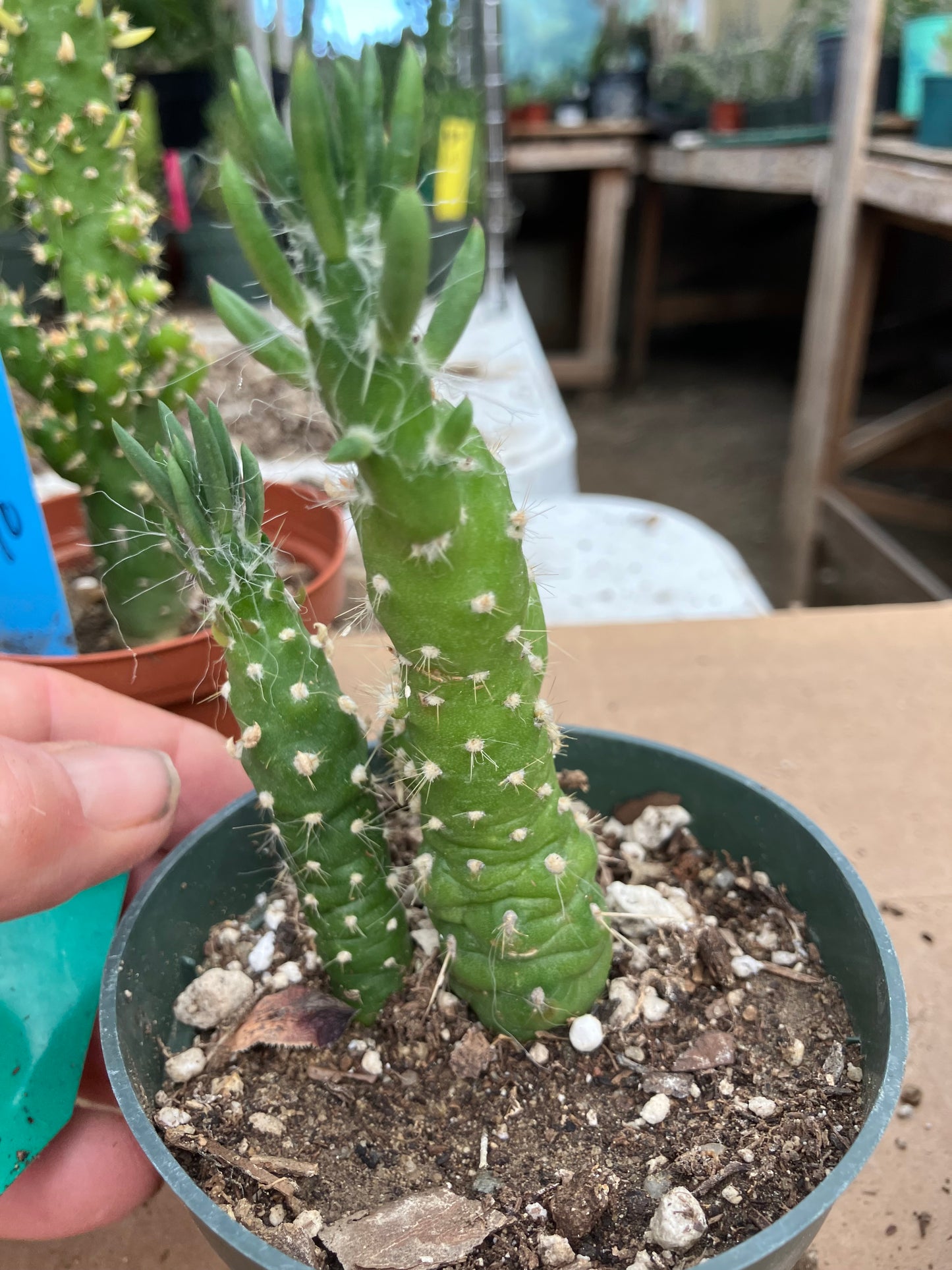 Austrocylindropuntia Cactus Gumbi Mini Eve's Needle 4"Tall #11G