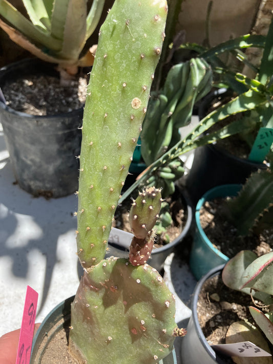 Opuntia Emerald wave Cactus 9”Tall 5" Wide #91P